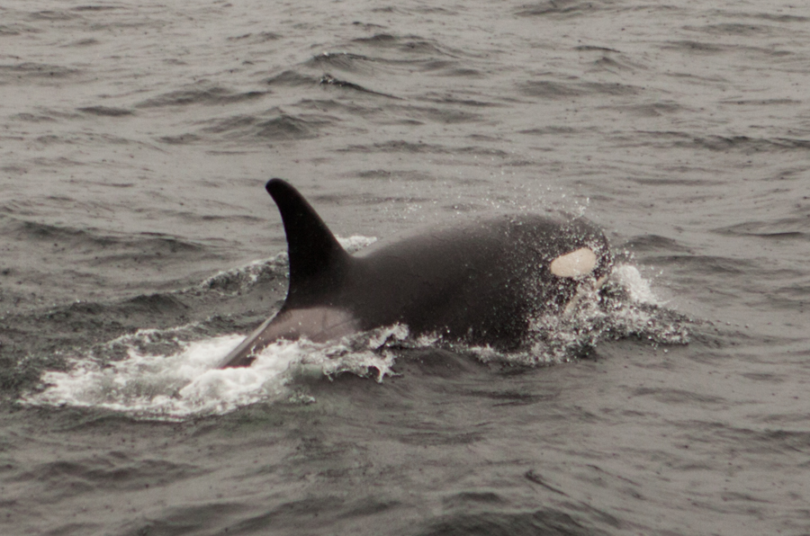 Orca, Alaska
